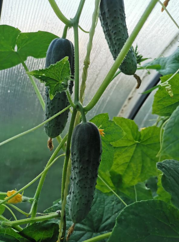 ��� ��������� ������ � �������: ������� �������� ������