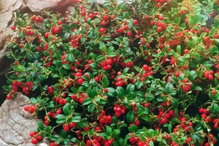 Преимущества садовой брусники: 6 причин начать её выращивание уже сегодня