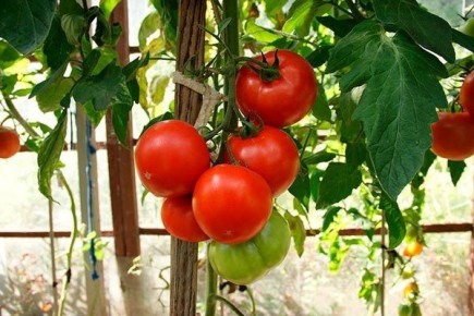 ������ �������: ������� ��������� ����������� � ����� �����������