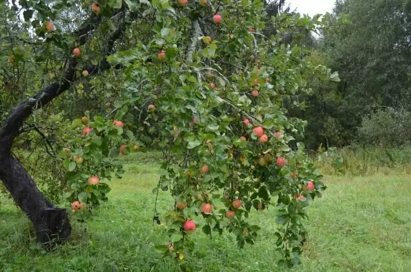 Борьба с ржавчиной на яблонях и грушах в осенний период