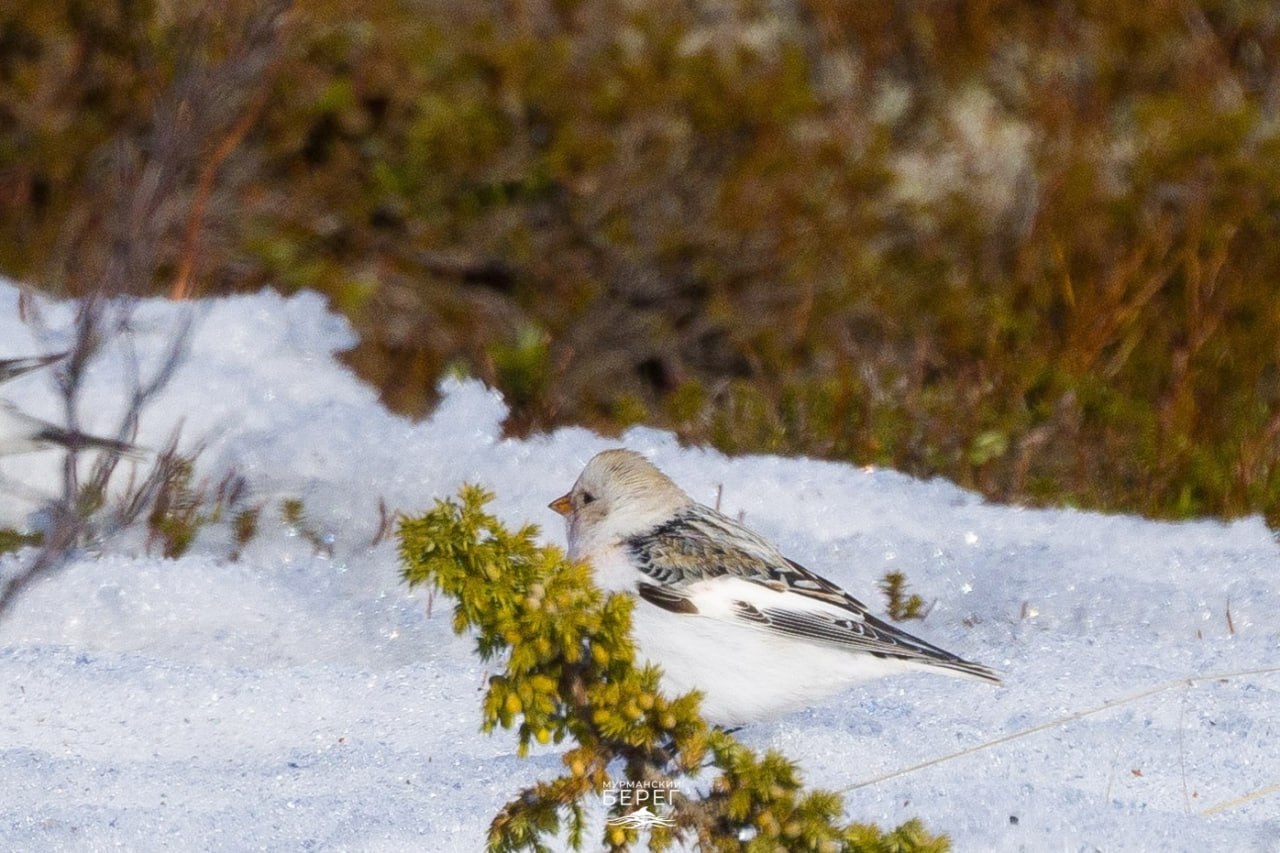 Вестниц весны заметили в Мурманской области Вестниц весны заметили в Мурманской области