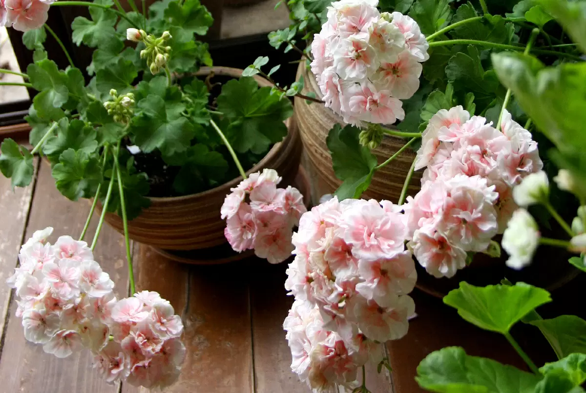 Как завоевать любовь белой пеларгонии: секреты ухода