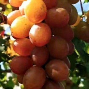 �������� ���������: ��������� ��������� � ������� �������