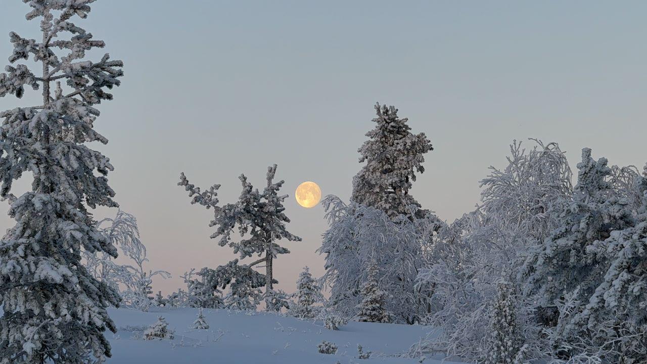Юные фотографы из Заполярья покорили международный конкурс Юные фотографы из Заполярья покорили международный конкурс