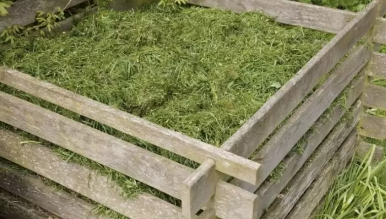 Чего избегать: 10 трав, которые не стоит добавлять в компост