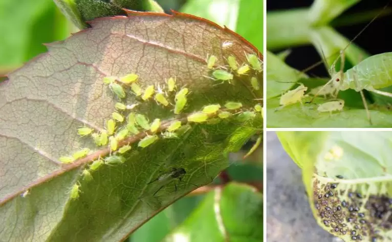 Эффективная борьба с тлей: секреты из прошлого и решения для сада