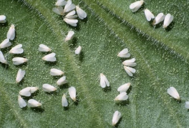 ��� �������� ���� �������� �� ����������