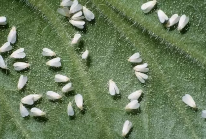 Как защитить свои растения от белокрылки