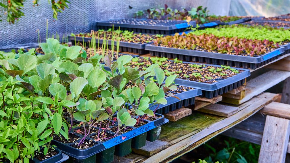 ������� ��������� ����������� �������