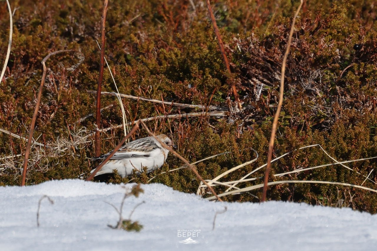 Вестниц весны заметили в Мурманской области Вестниц весны заметили в Мурманской области