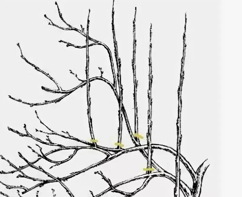 Обрезка волчков: как вернуть жизнь вашим плодовым деревьям