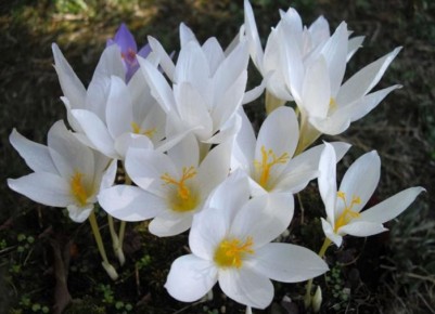 Как собрать и сохранить семена цветов: секреты успешного цветовода