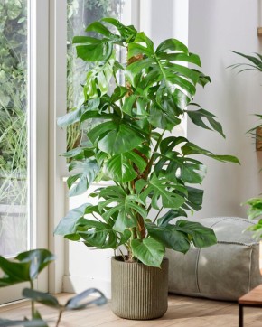 ��������: ������ ������ ������� ������ ���� � ������� � �����