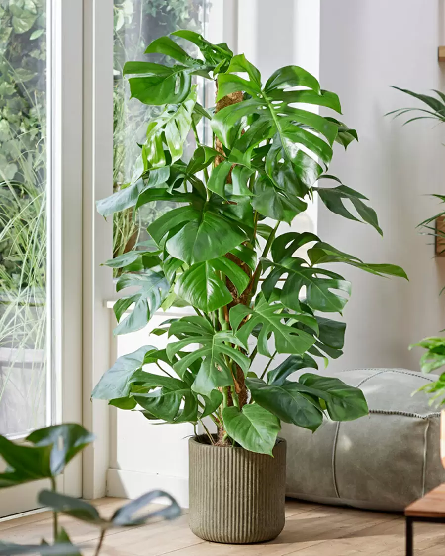 Монстера: Уютный зелёный спутник вашего дома и секреты её ухода