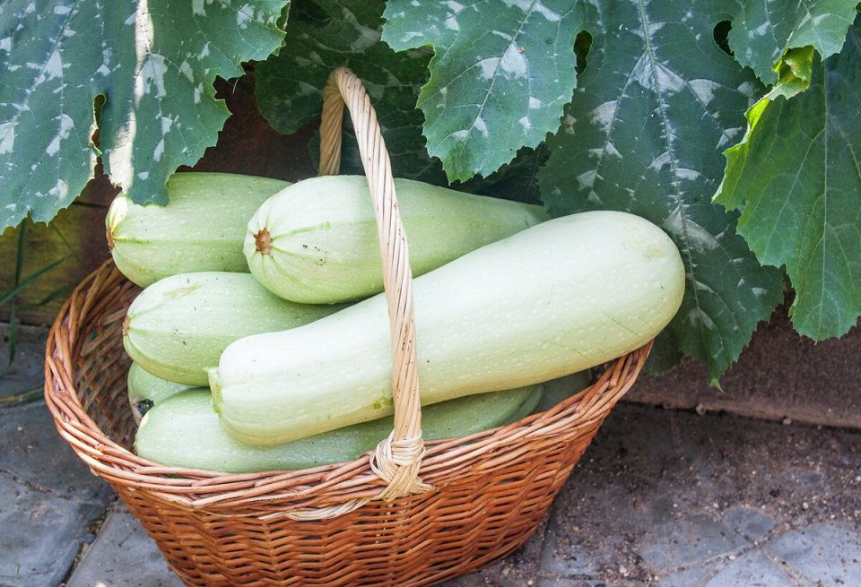 �������: ������ ����, ������� ������ ����������