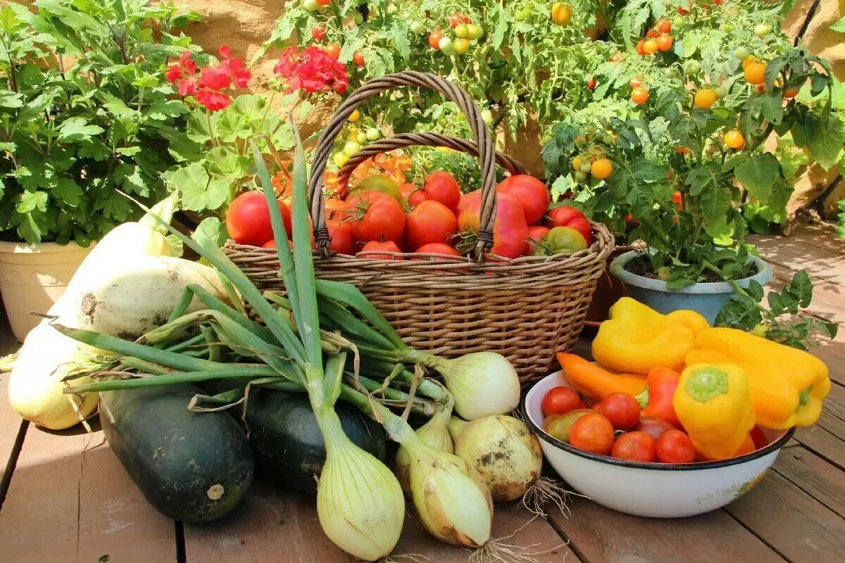 Июнь: время для новых овощей на грядках