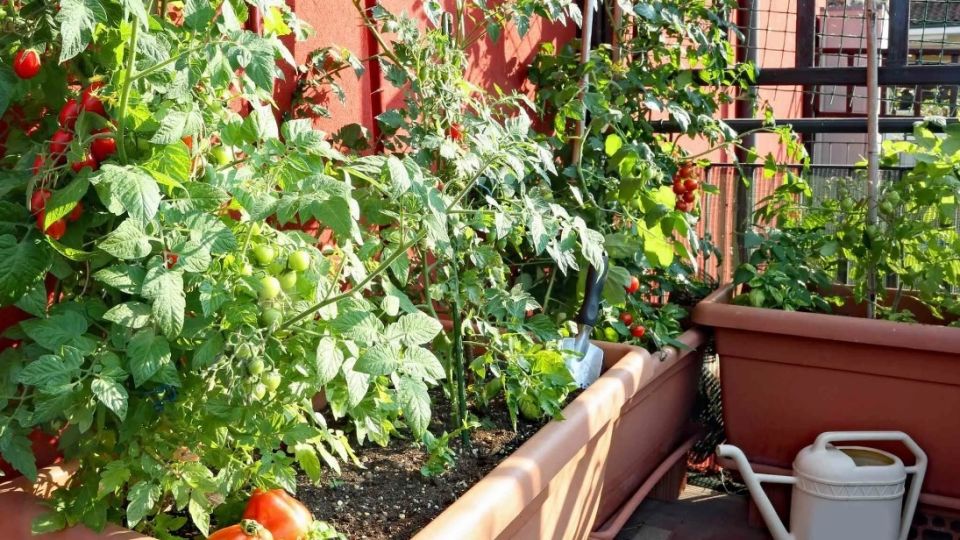 ��� ��������� ������� ������ �� ������: ������� ��������� �����