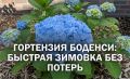 Шпаргалка по зимовке гортензии Боденси: как укрыть куст за 15 минут