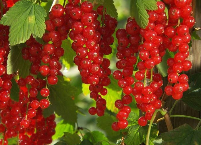 ������� ��������� ����������� ���������