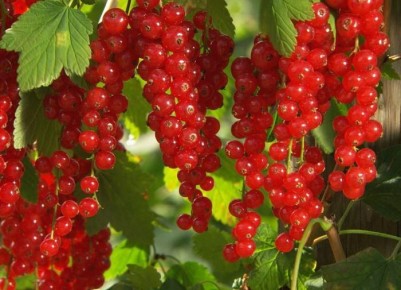 ������� ��������� ����������� ���������