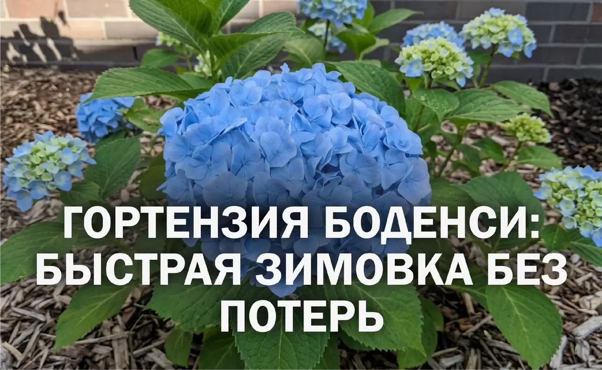 Шпаргалка по зимовке гортензии Боденси: как укрыть куст за 15 минут