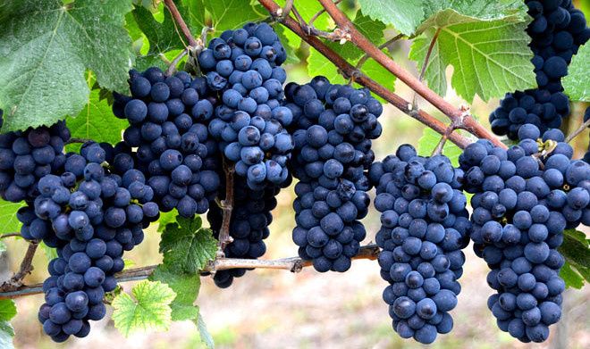 �� ����������� ��������: ������ ������� ������ ������������ ��� ��������