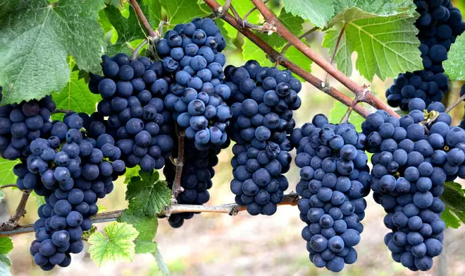 Из виноградных косточек: ученые создали мощный антиоксидант для здоровья