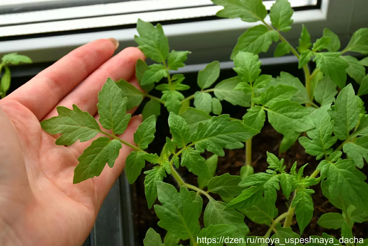 Когда у рассады томатов появился 4 настоящий лист, что делать дальше?