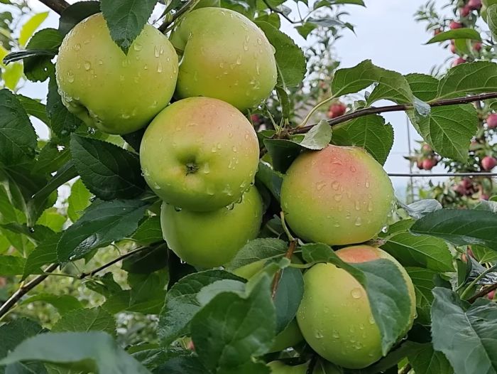 ������ ������� ������: ������ ���� � �������������� ������ � ��������������