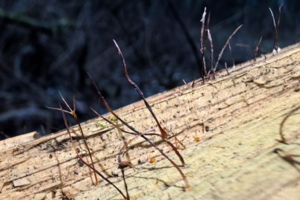 � ����������� ���� ������� ����� ������� ������: ����������� � ��������� ����������