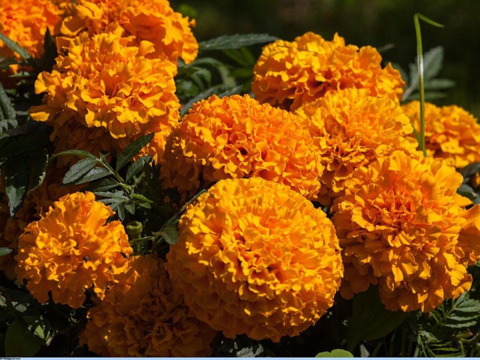 ��� ��������� ��������: ������� ������� ������ ��� ������������� ��������