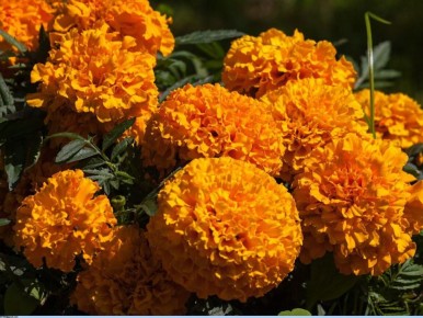 ��� ��������� ��������: ������� ������� ������ ��� ������������� ��������