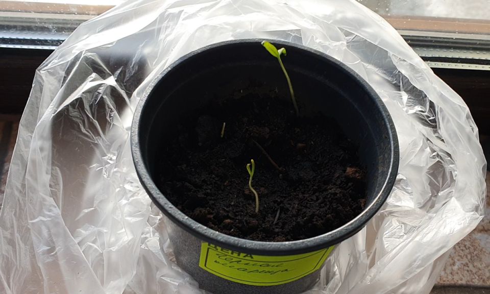 ��� ��������� ������� ������� �����: ������� � ������