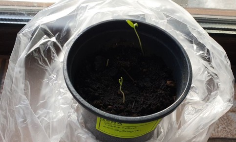 ��� ��������� ������� ������� �����: ������� � ������