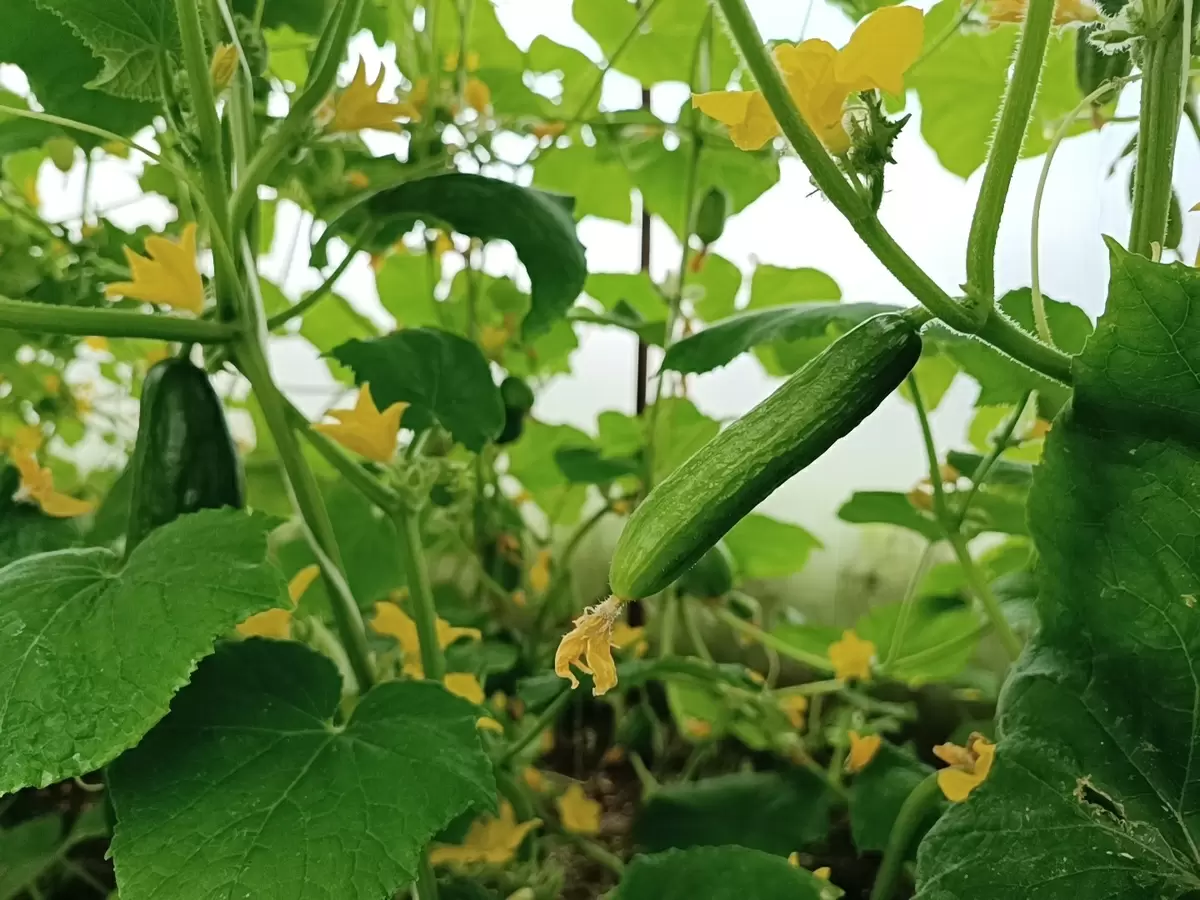 Ошибки, которые мешают получить отличный урожай огурцов