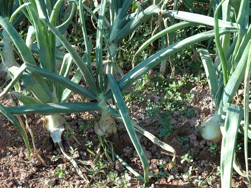 ��� ������ ��� �� ����������: ������� ���� ��� ��������� ������