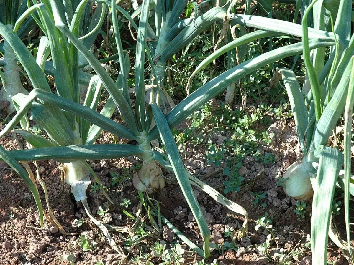 Как спасти лук от пожелтения: простые шаги для здорового урожая