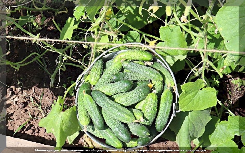 ��� �������� �������� ������ ������� � ����: ������ �� �����