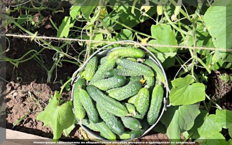 Как добиться хорошего урожая огурцов в июле: советы по уходу