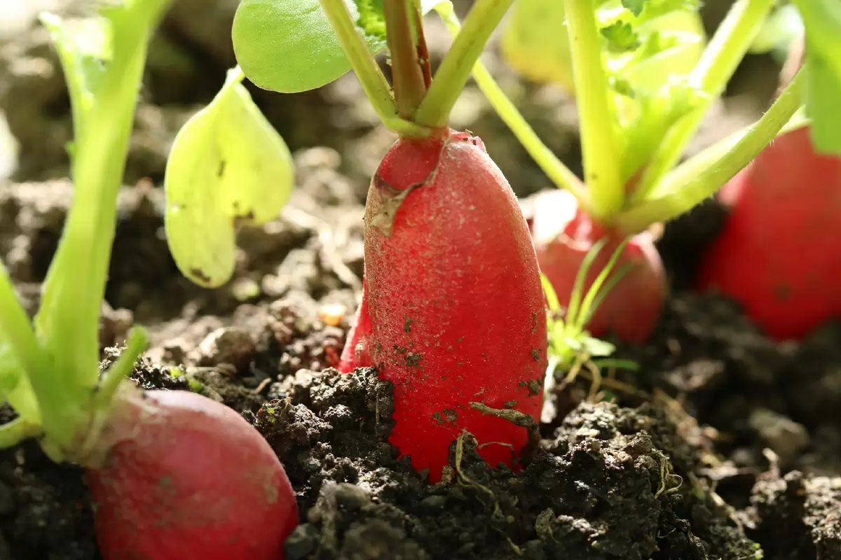 Апрельские посевы: что успеть посеять, чтобы получить богатый урожай