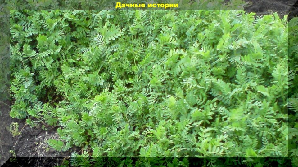 ��������: ������� ��������� ����� �� �����