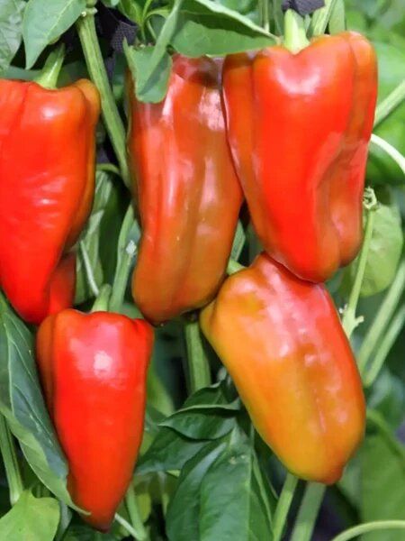 ����� ����: ��������� ����� ��� ������ � ������ �������