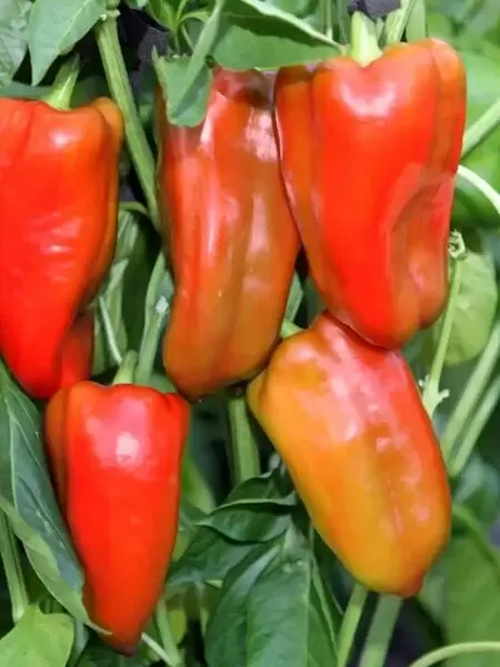 Перец Союз: идеальный выбор для теплиц с ранним урожаем