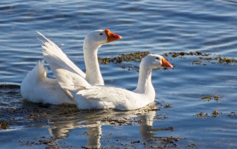 ������ ����, ���������!. ������ ���������� ������� ������� ������� ����: ������� ���� ����� �������� ������ � �������� ����� ������