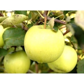 ������ �����: ������� ������� ����� � �������� ����