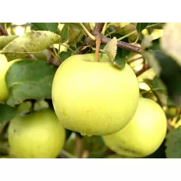 Яблоня Южное: секреты сладких яблок с ароматом лета