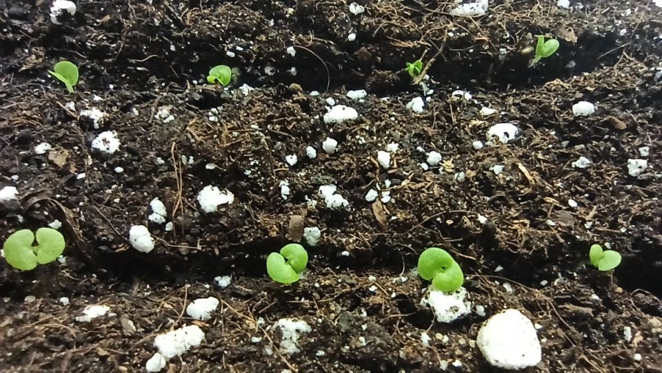 ������ ������ � ��������� ����� ��� ������� ������ �������