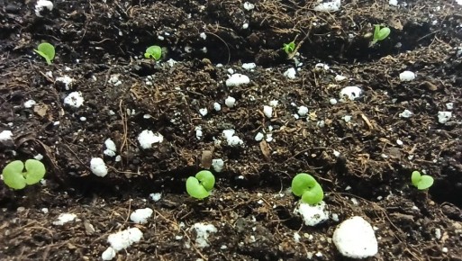 Почему январь — идеальное время для раннего посева рассады