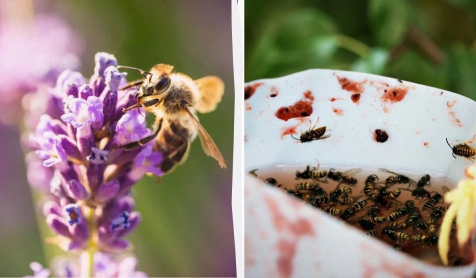 ��� ���������� ���������� �� �� � �������: ������� � ���������� ������