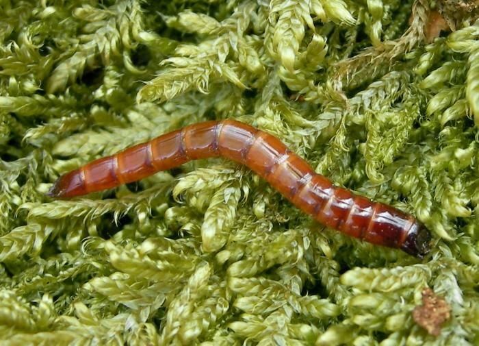 ����������� �������� �������� ������ ����������: �����, ���� � ������� � ������ �� ������